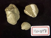 藏品(船蛤)的圖片